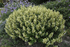 Des images de diff�rentes plantes